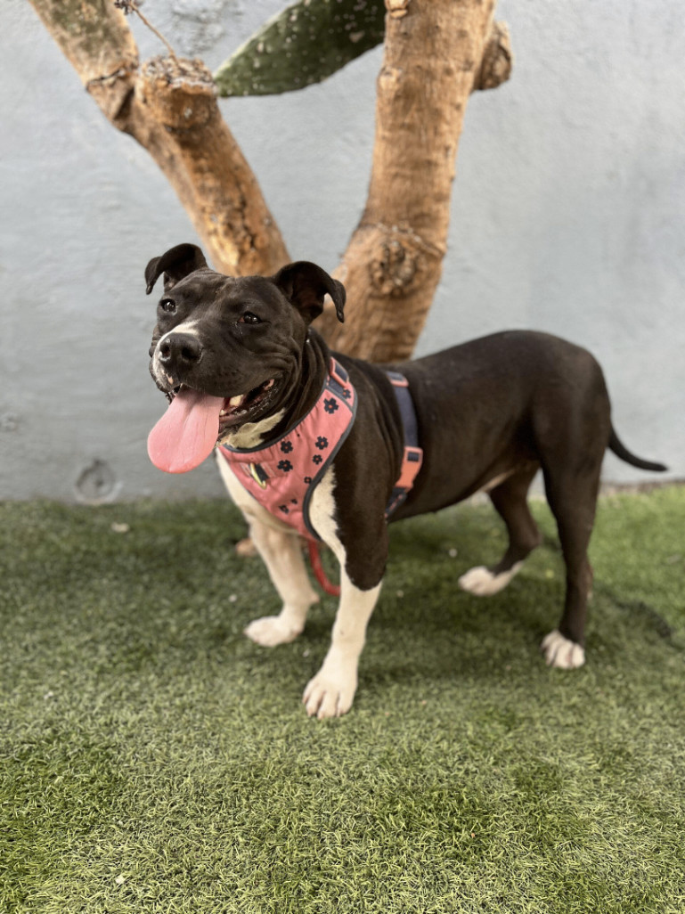 Enlarge Sweet Potato, a Adoptable mixed breed in Long Beach, CA image 5/6