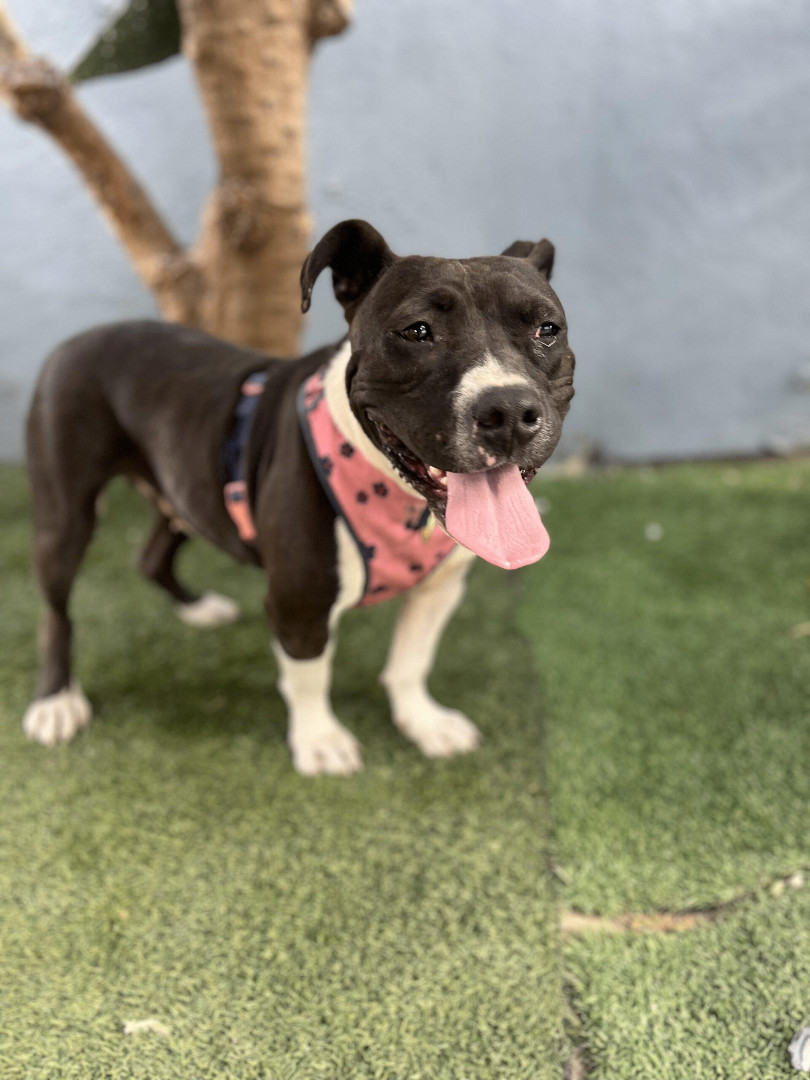 Enlarge Sweet Potato, a Adoptable mixed breed in Long Beach, CA image 2/6