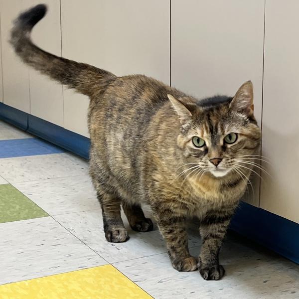 Enlarge Pocahontas, a Adoptable mixed breed in Sioux City, IA image 1/6