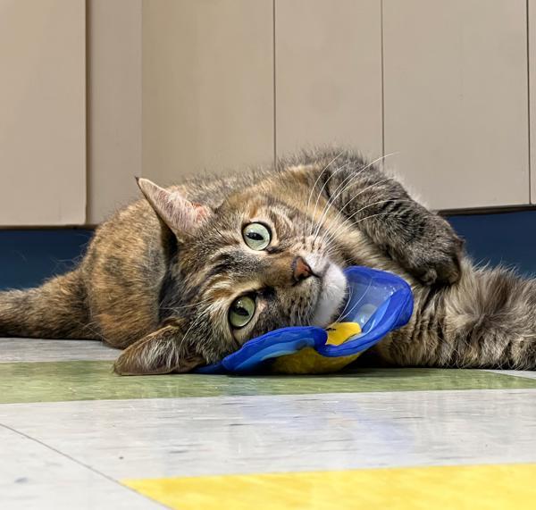 Enlarge Pocahontas, a Adoptable mixed breed in Sioux City, IA image 3/6