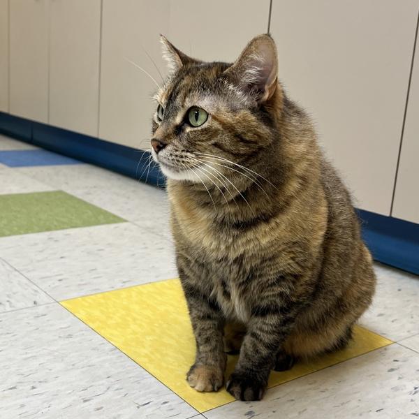 Enlarge Pocahontas, a Adoptable mixed breed in Sioux City, IA image 4/6