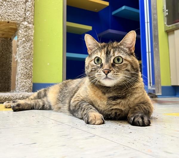 Enlarge Pocahontas, a Adoptable mixed breed in Sioux City, IA image 5/6