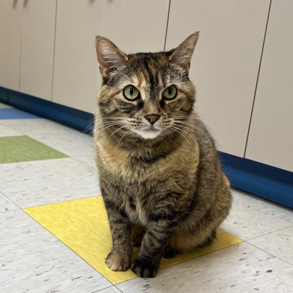 Enlarge Pocahontas, a Adoptable mixed breed in Sioux City, IA image 6/6