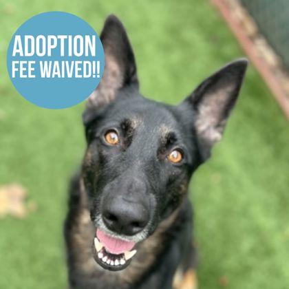 Nana, adoptable, Adult Female Belgian Shepherd / Malinois.