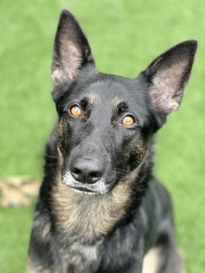 Enlarge Nana, an adopted mixed breed in Sacramento, CA image 3/3