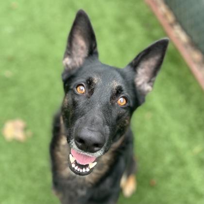 Nana, Adoptable, Adult Female German Shepherd Dog.