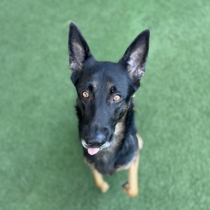 Enlarge Nana, an adoptable mixed breed in Sacramento, CA image 4/4