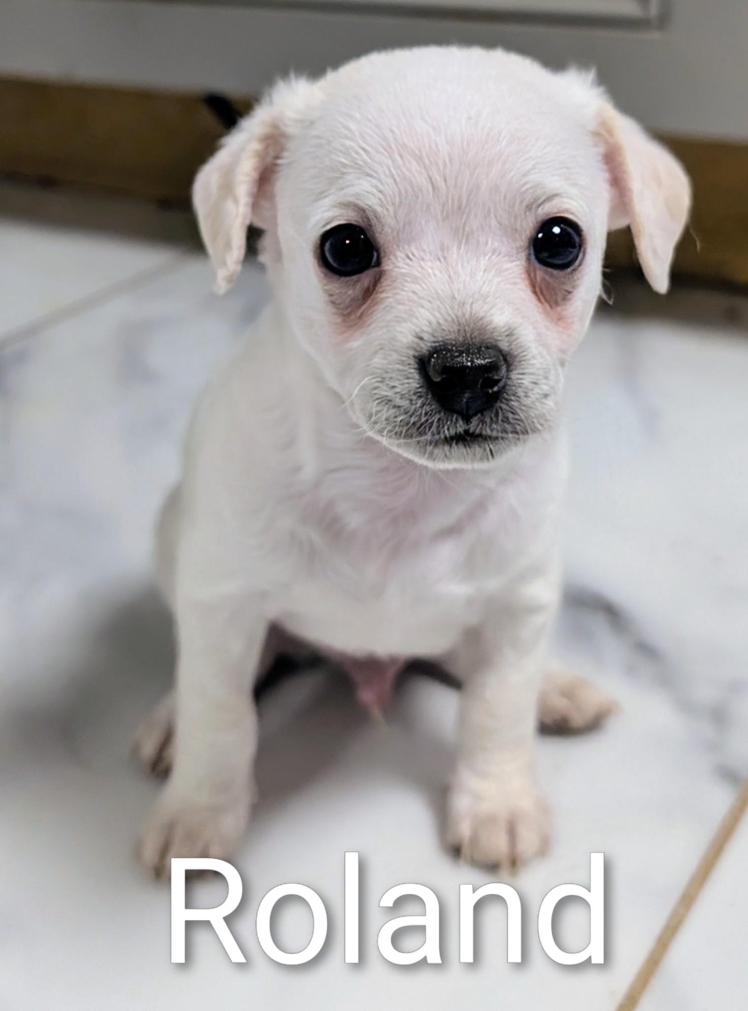 Roland , ADOPTABLE, Puppy Male Miniature Poodle & Chihuahua.