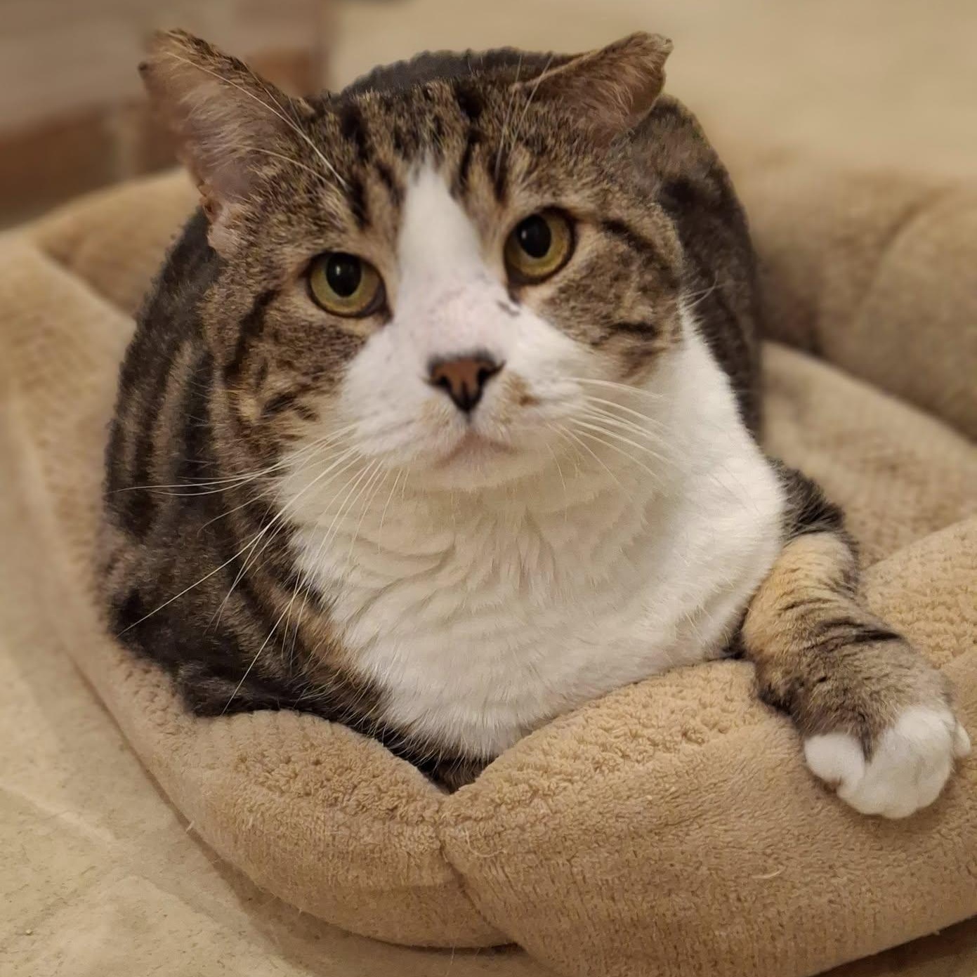 Enlarge Mr. Ears McGee (FIV+), a Adoptable Domestic Short Hair in Littleton, NH image 1/3