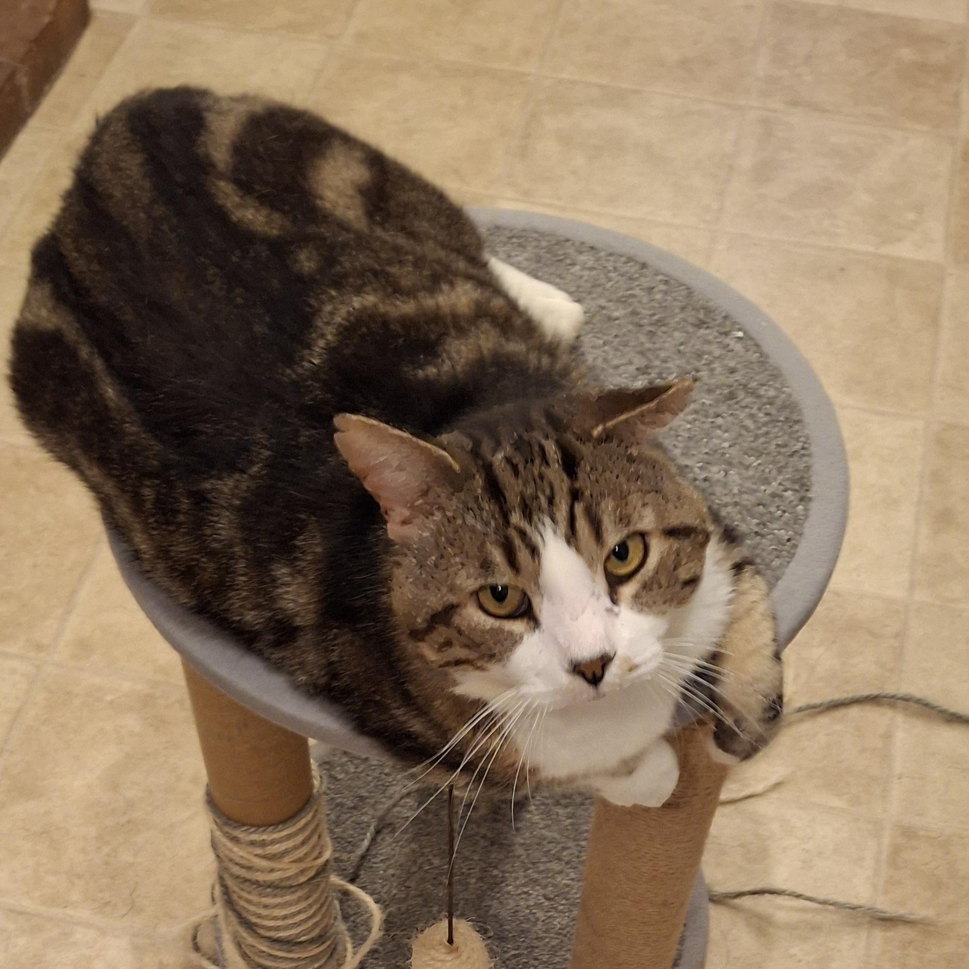 Enlarge Mr. Ears McGee (FIV+), a Adoptable Domestic Short Hair in Littleton, NH image 2/3