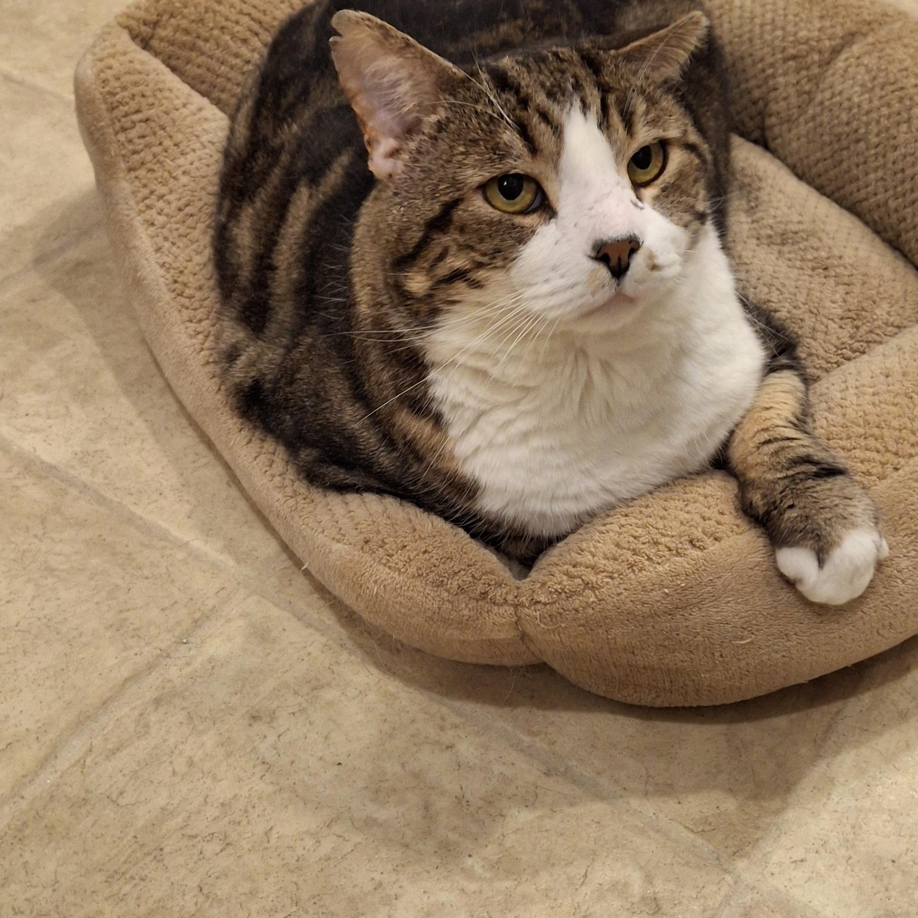 Enlarge Mr. Ears McGee (FIV+), a Adoptable Domestic Short Hair in Littleton, NH image 3/3