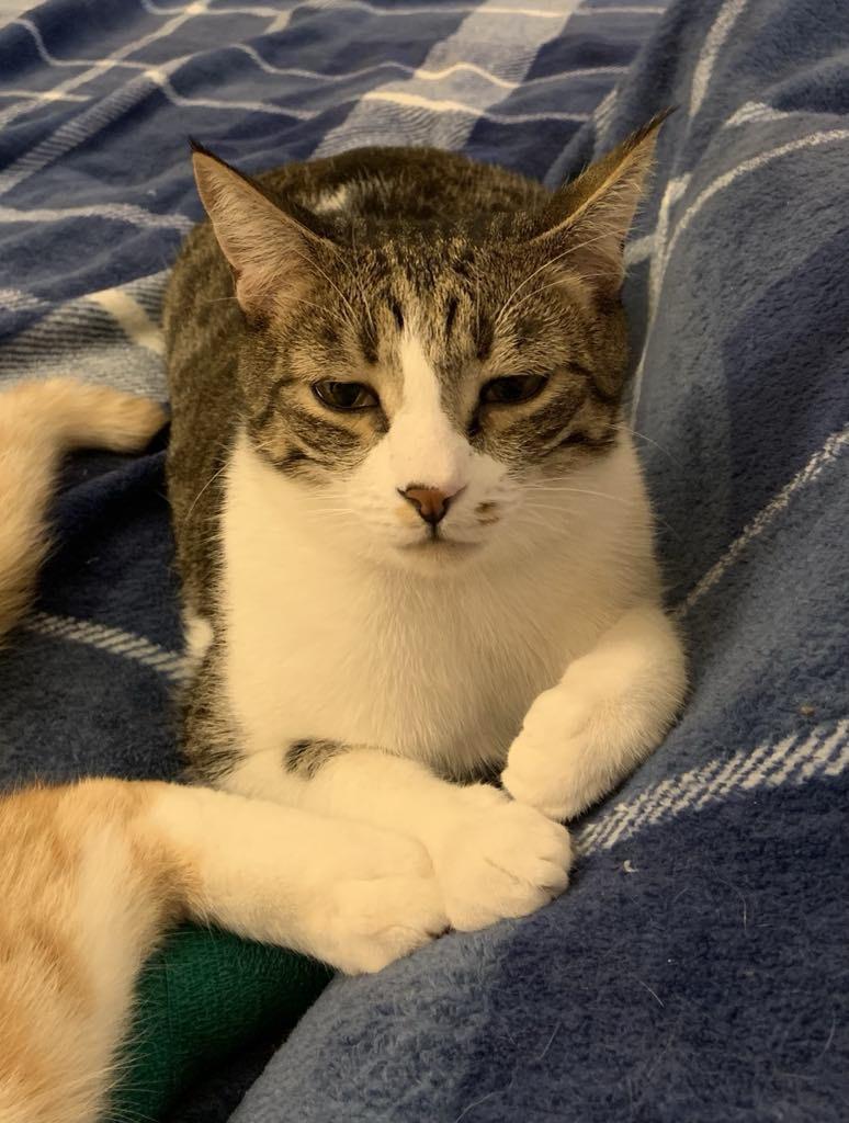 Shark — thumbnail 2