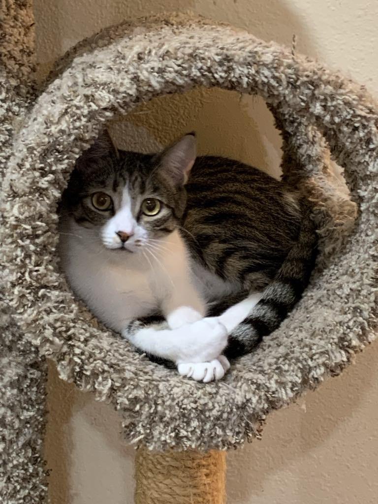 Shark — thumbnail 3