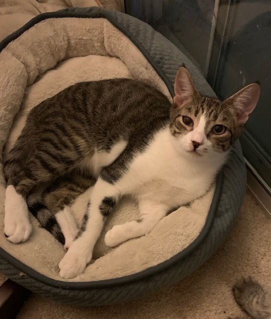 Shark — thumbnail 4