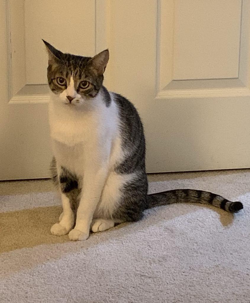 Shark — thumbnail 5