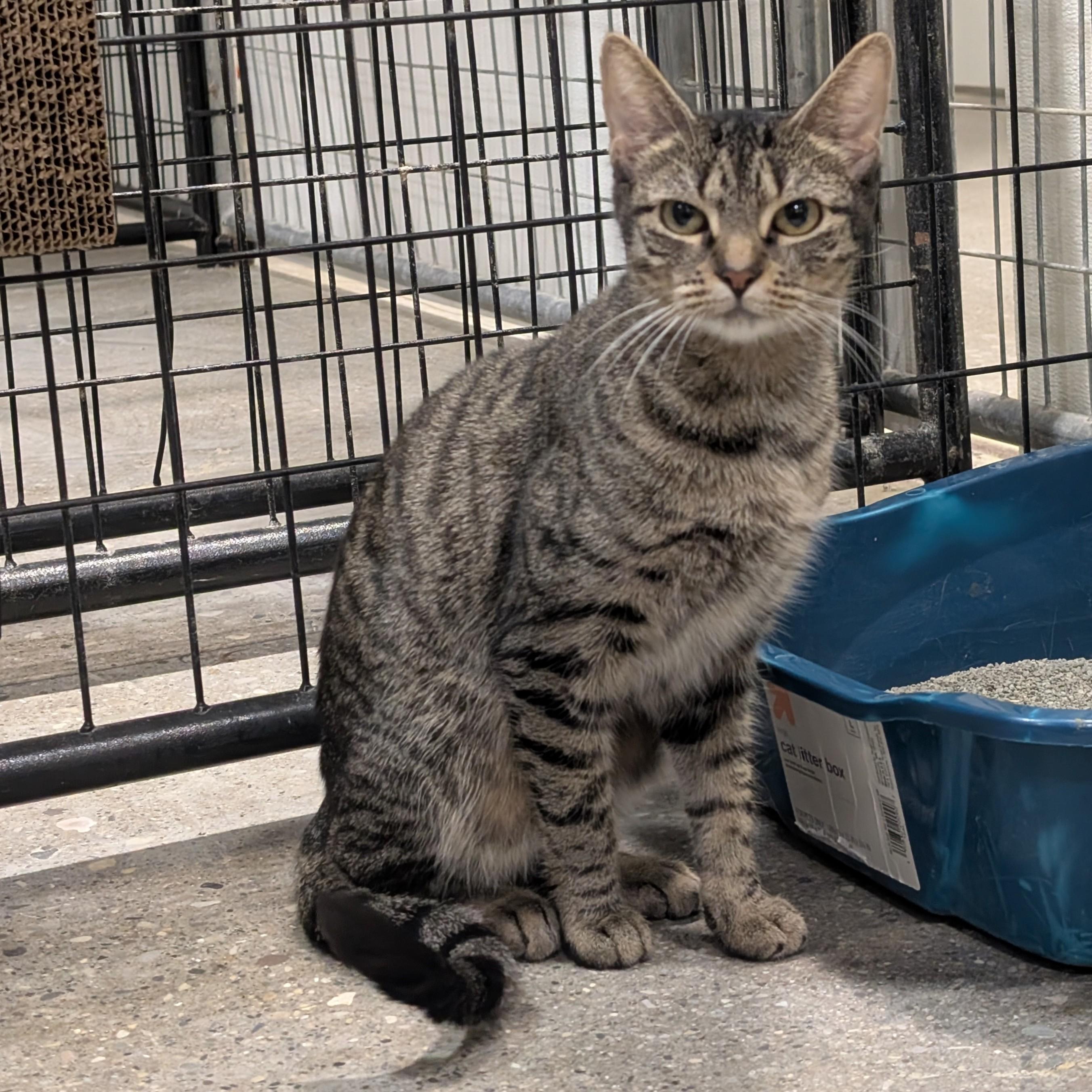 Enlarge Estate, a Adoptable Domestic Short Hair in Columbus, OH image 5/5