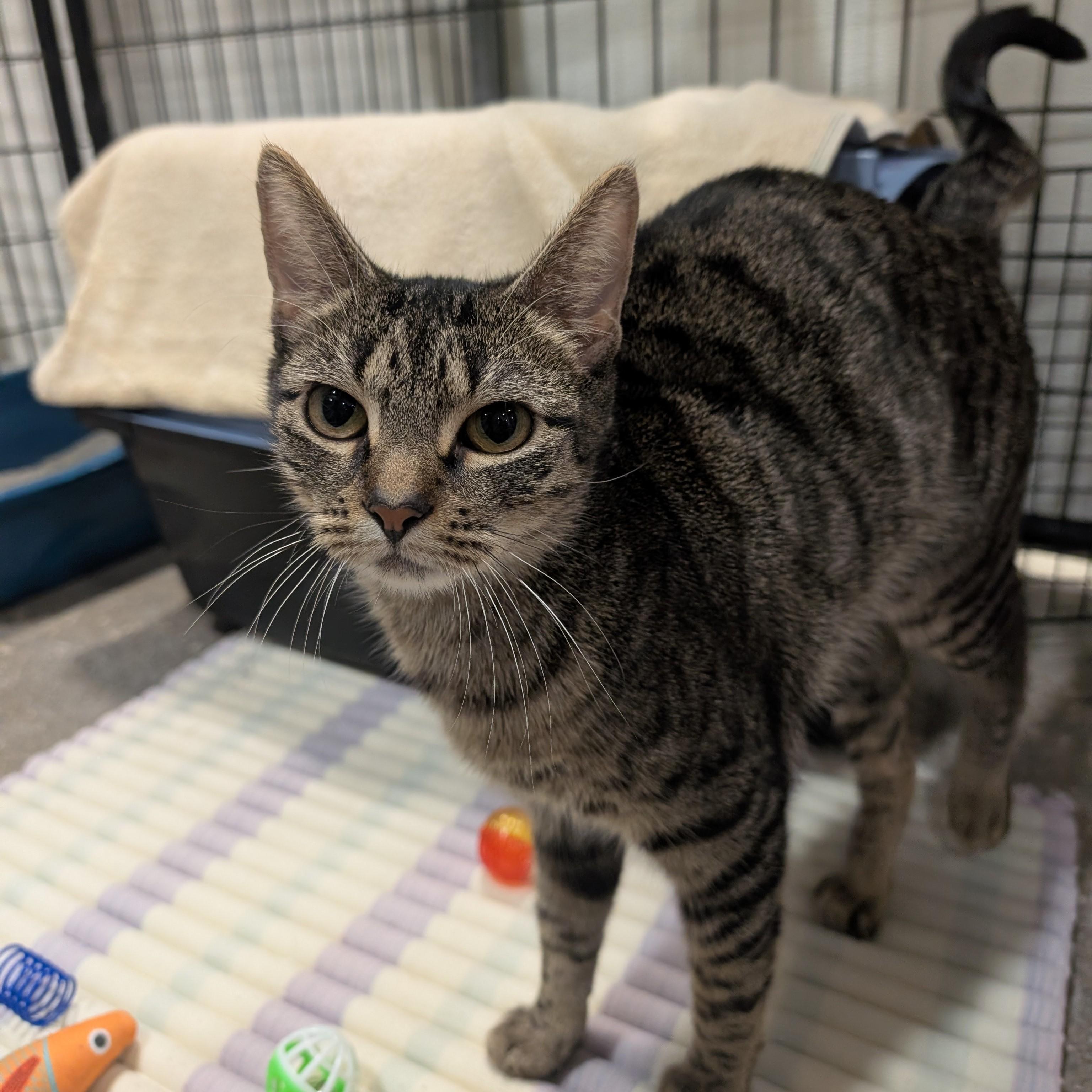 Enlarge Estate, a Adoptable Domestic Short Hair in Columbus, OH image 2/5