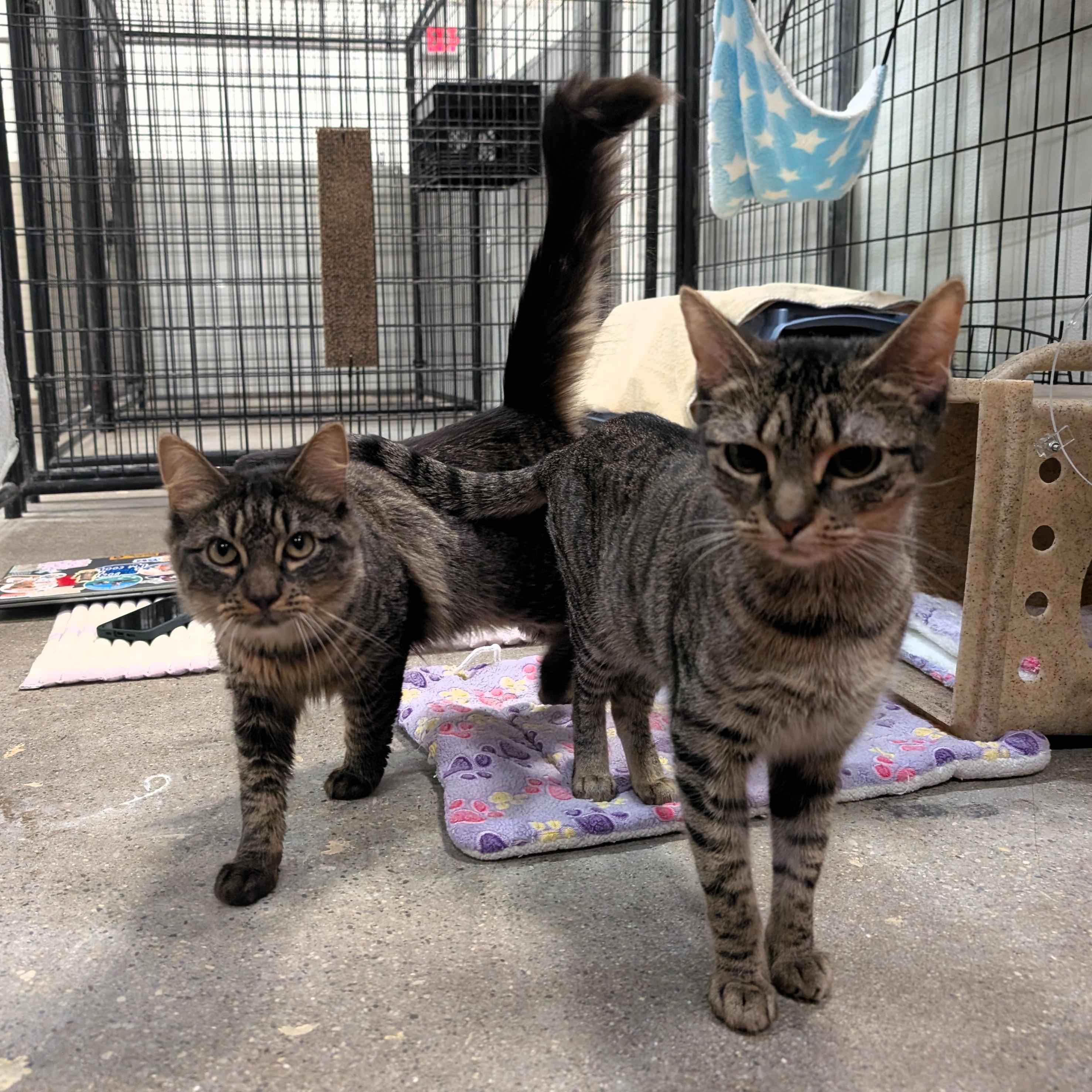 Enlarge Estate, a Adoptable Domestic Short Hair in Columbus, OH image 3/5