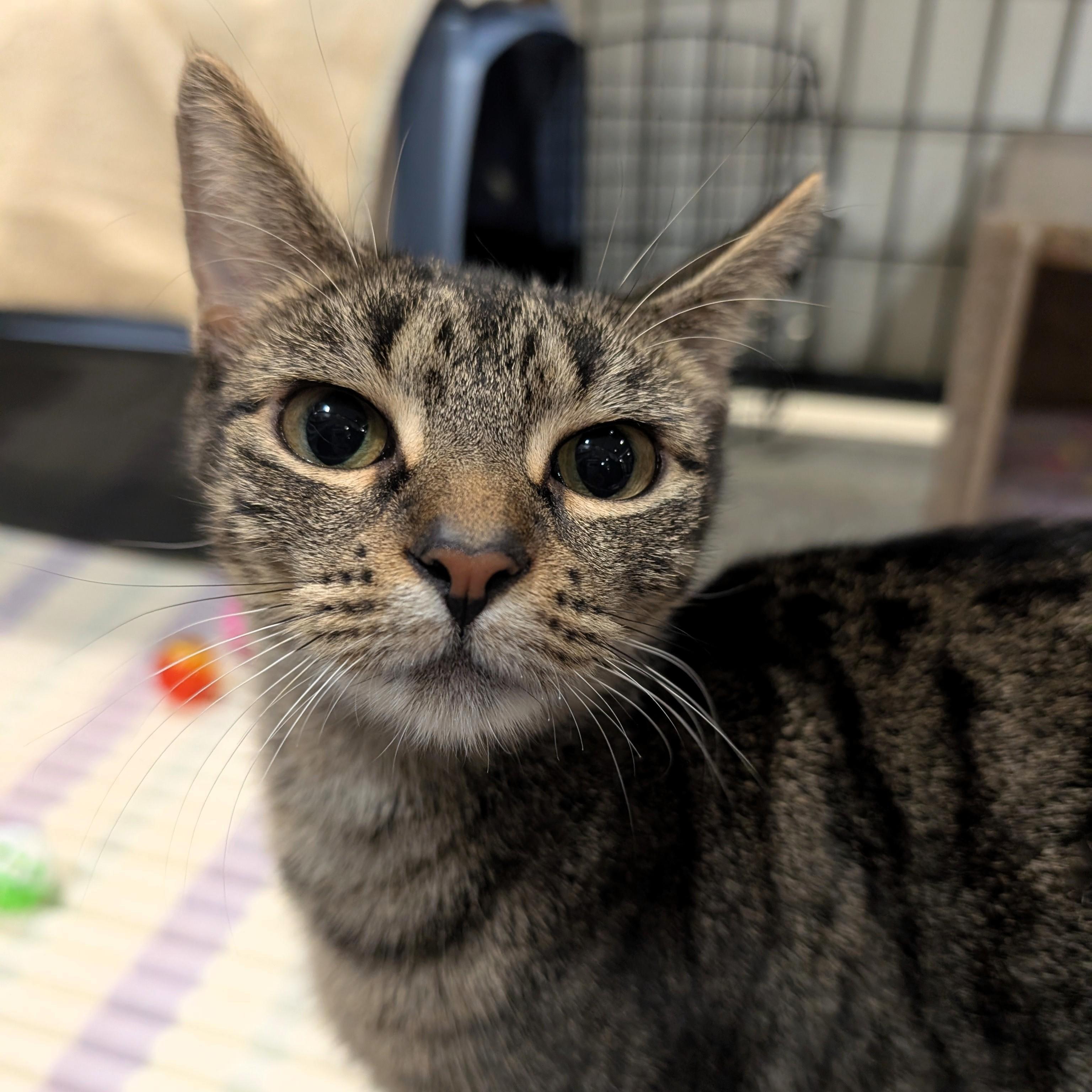 Estate, Adoptable, Young Female Domestic Short Hair.