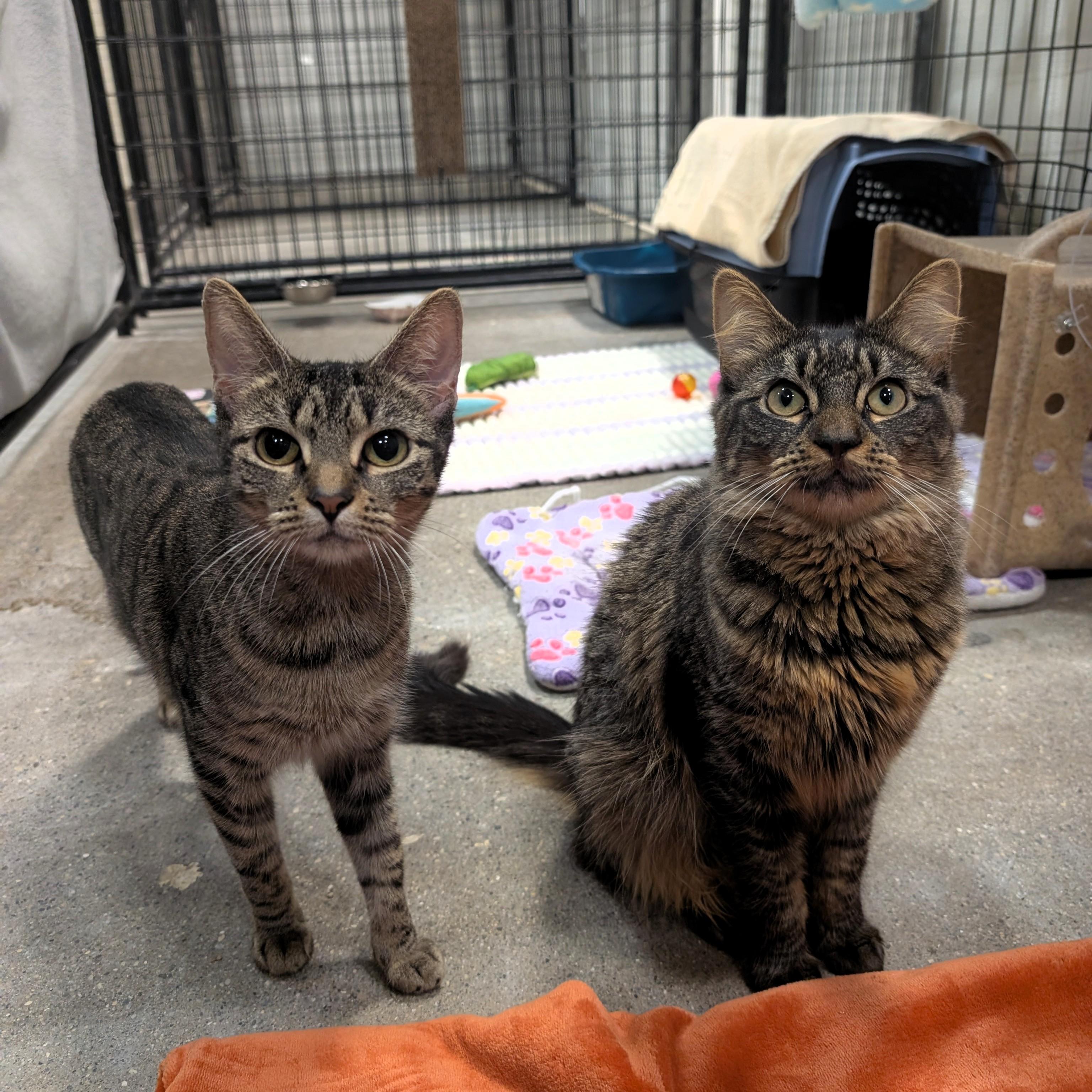 Enlarge Estate, a Adoptable Domestic Short Hair in Columbus, OH image 4/5