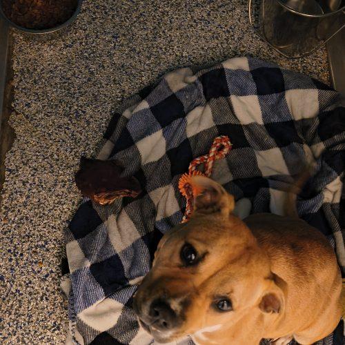 Enlarge Cindy Lou, a Adoptable mixed breed in Burlington, IA image 4/4