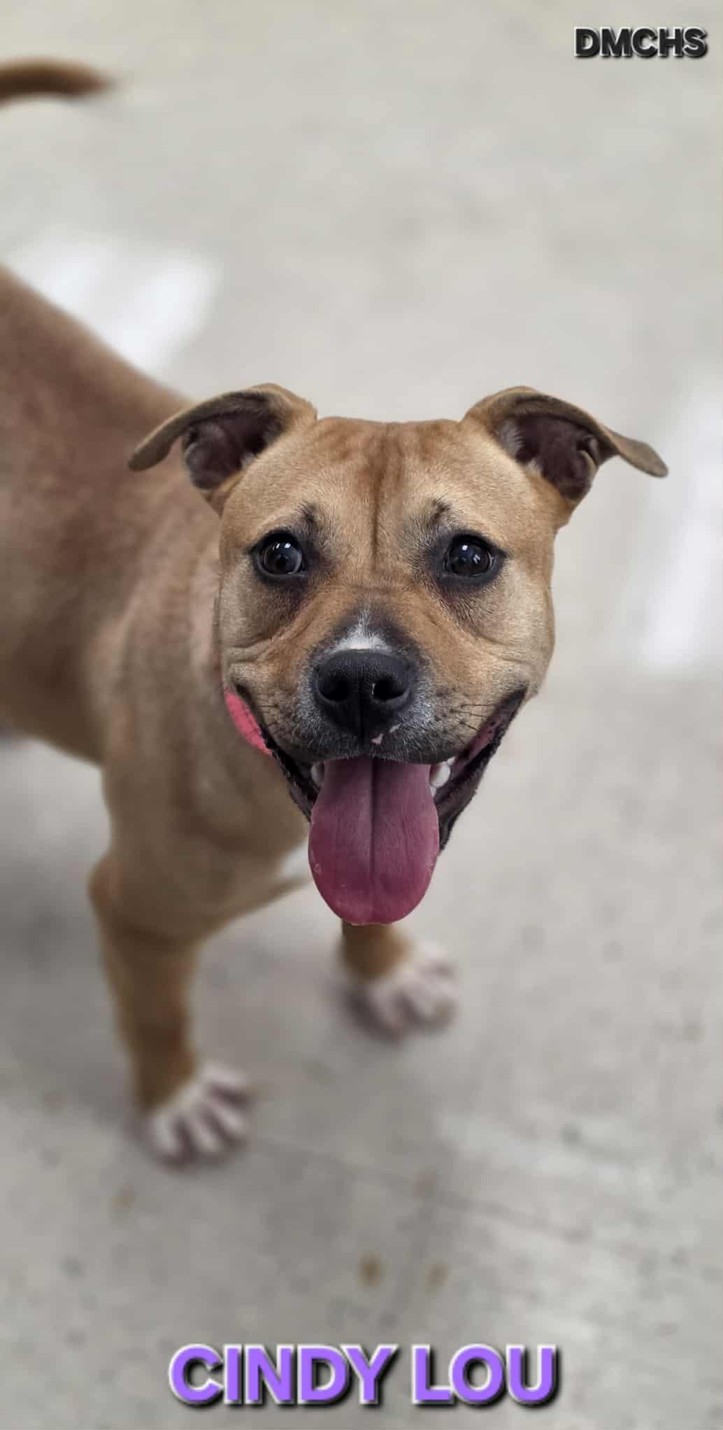 Enlarge Cindy Lou, a Adoptable mixed breed in Burlington, IA image 1/4