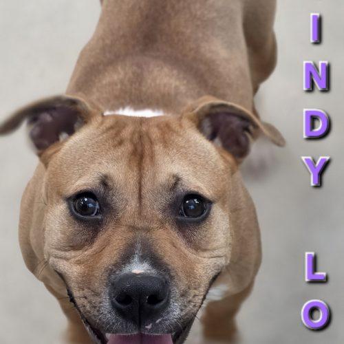 Enlarge Cindy Lou, a Adoptable mixed breed in Burlington, IA image 2/4