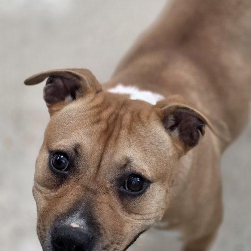 Enlarge Cindy Lou, a Adoptable mixed breed in Burlington, IA image 3/4