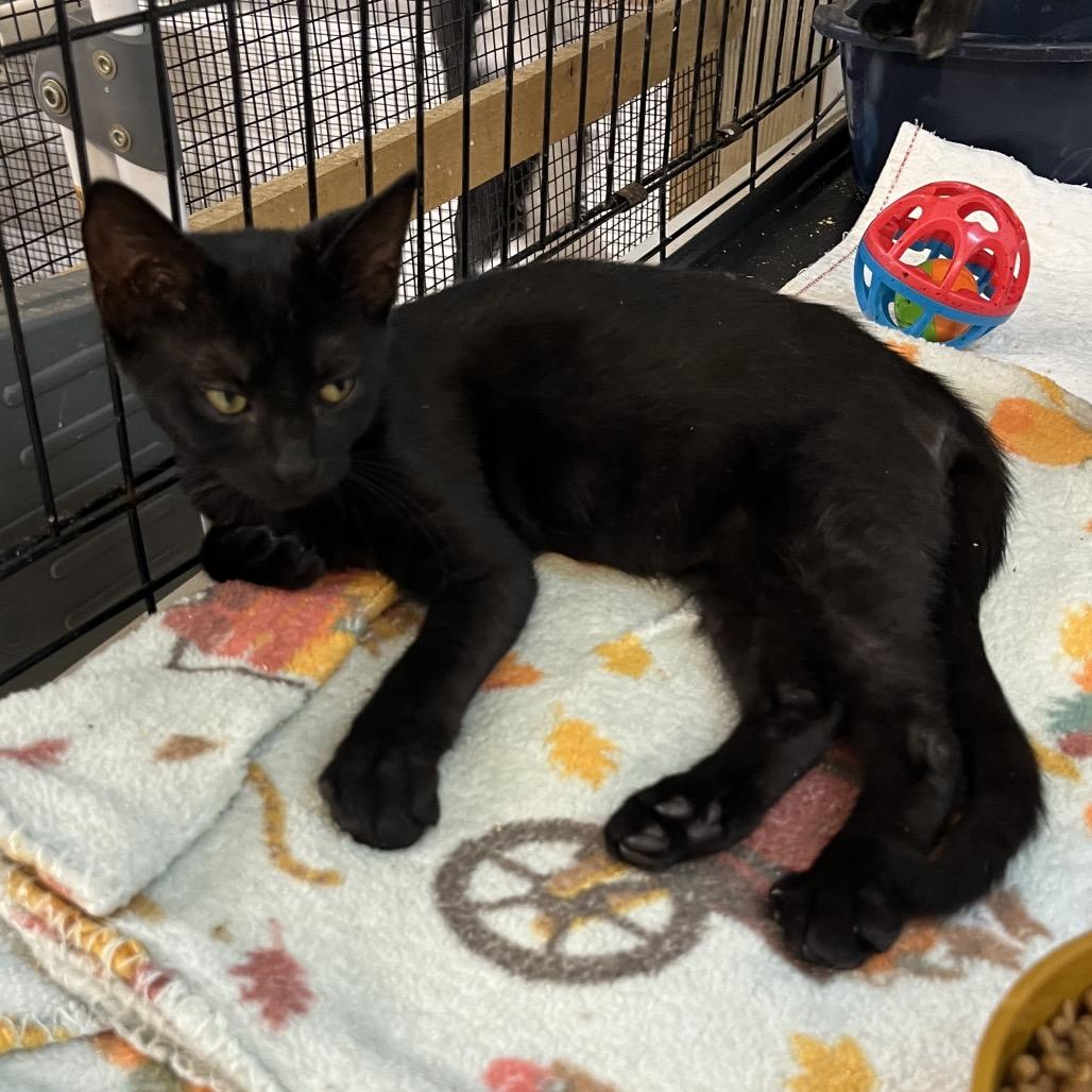 Enlarge Goblin, a Adoptable Domestic Short Hair in Wappingers Falls, NY image 1/1