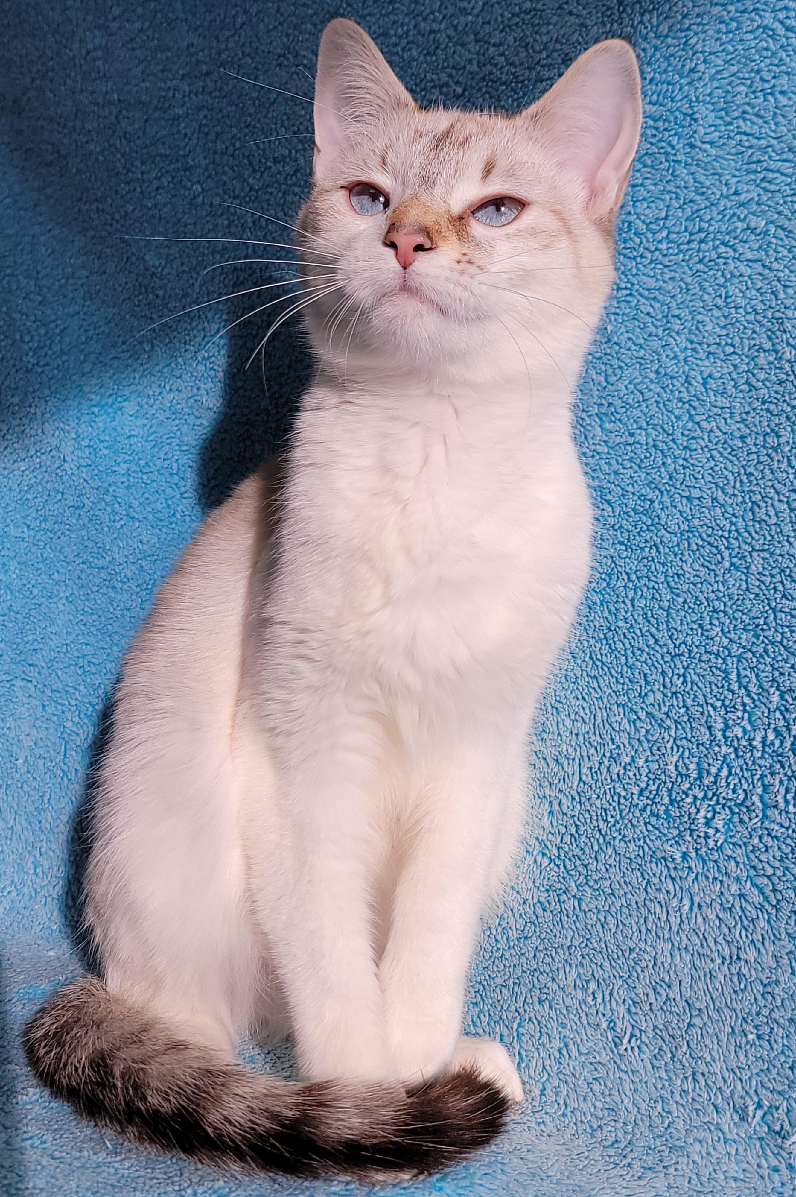 Cleopatra, adopted, Adult Female Siamese & Domestic Short Hair.