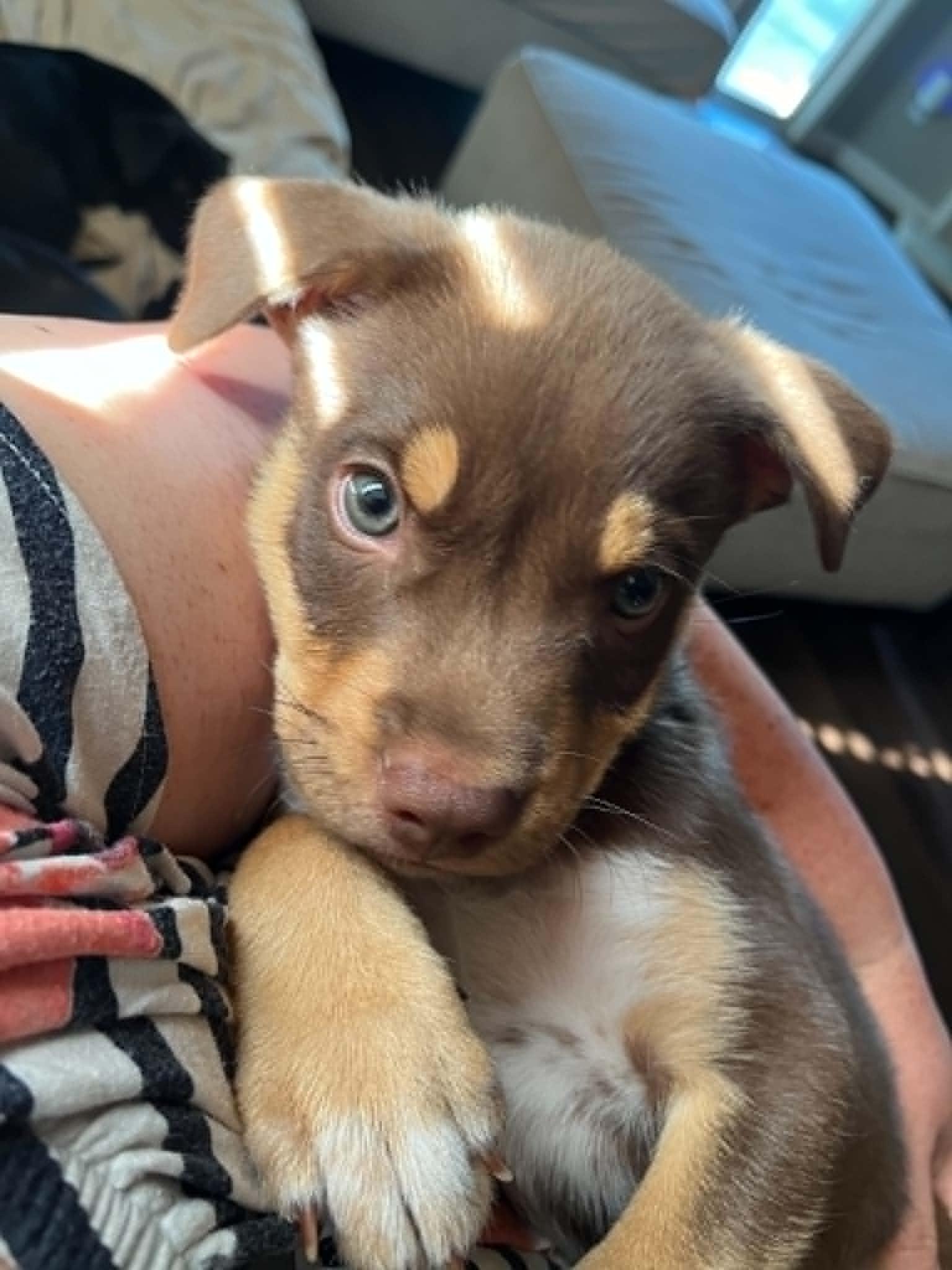 Mako, Adopted, Puppy Male Australian Kelpie.