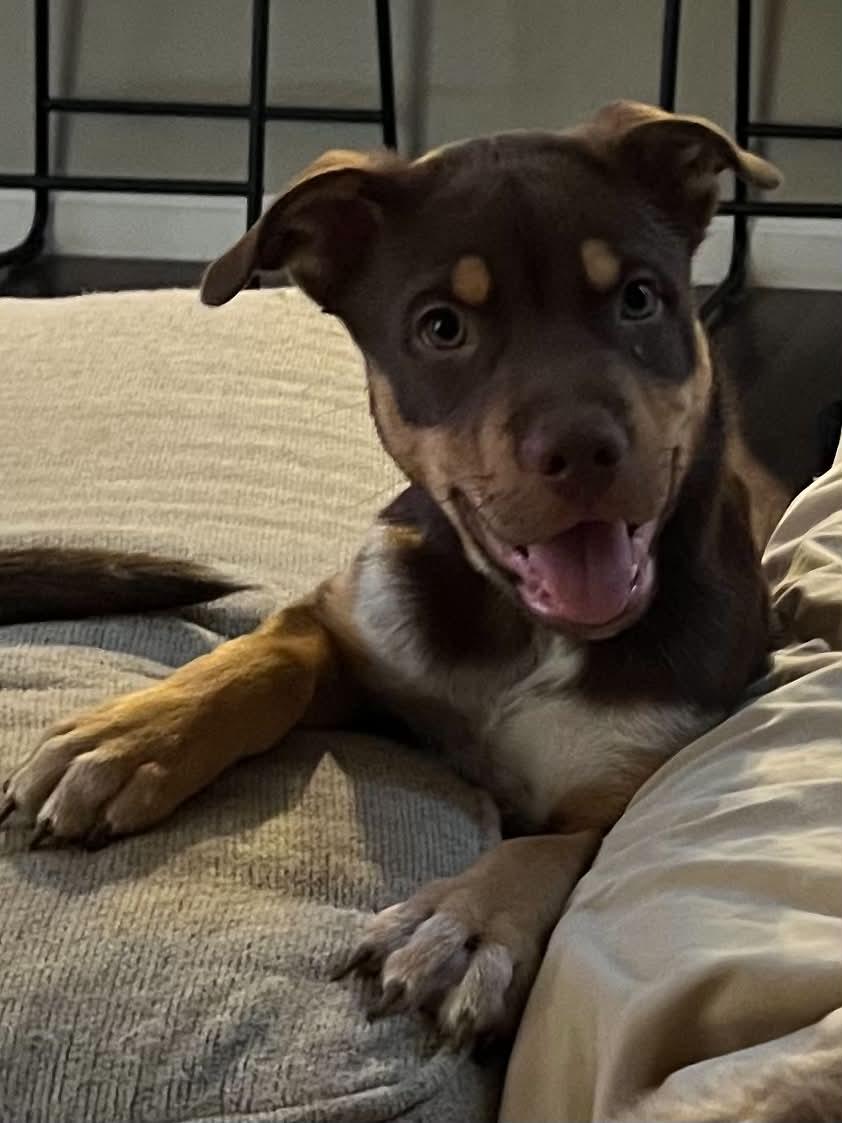 Mako, a Adopted Australian Kelpie in Visalia, CA image 3/3