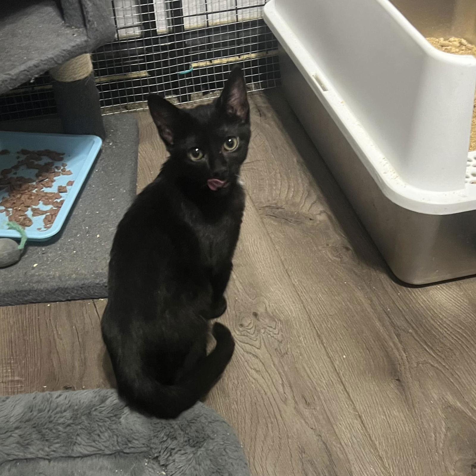 Tank, Adoptable, Young Female Domestic Short Hair.