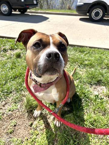 Enlarge MAGIC, a Adoptable Pit Bull Terrier in Dayton, OH image 1/1