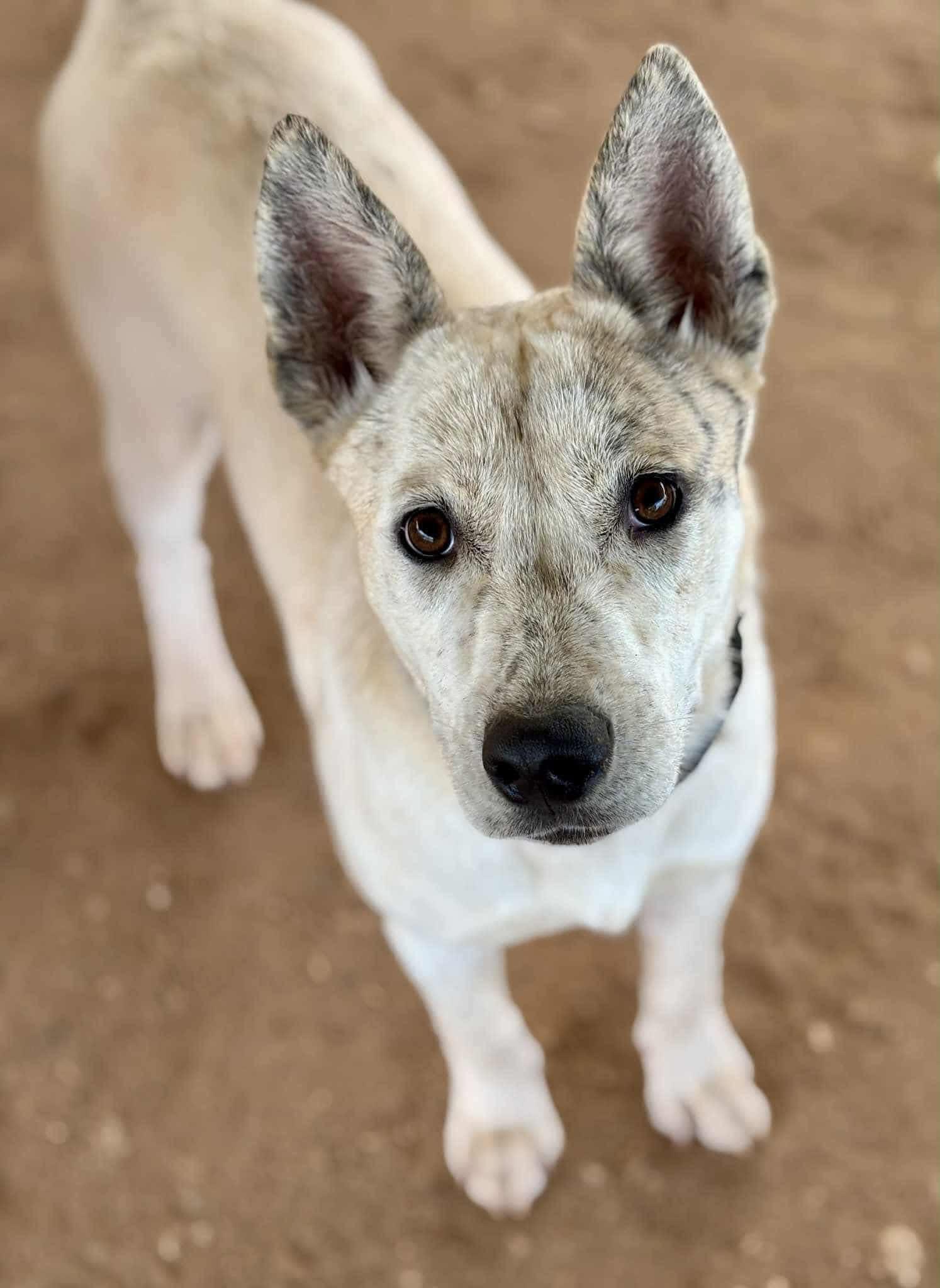 Butters, Adopted, Young Female Australian Cattle Dog / Blue Heeler & Husky.
