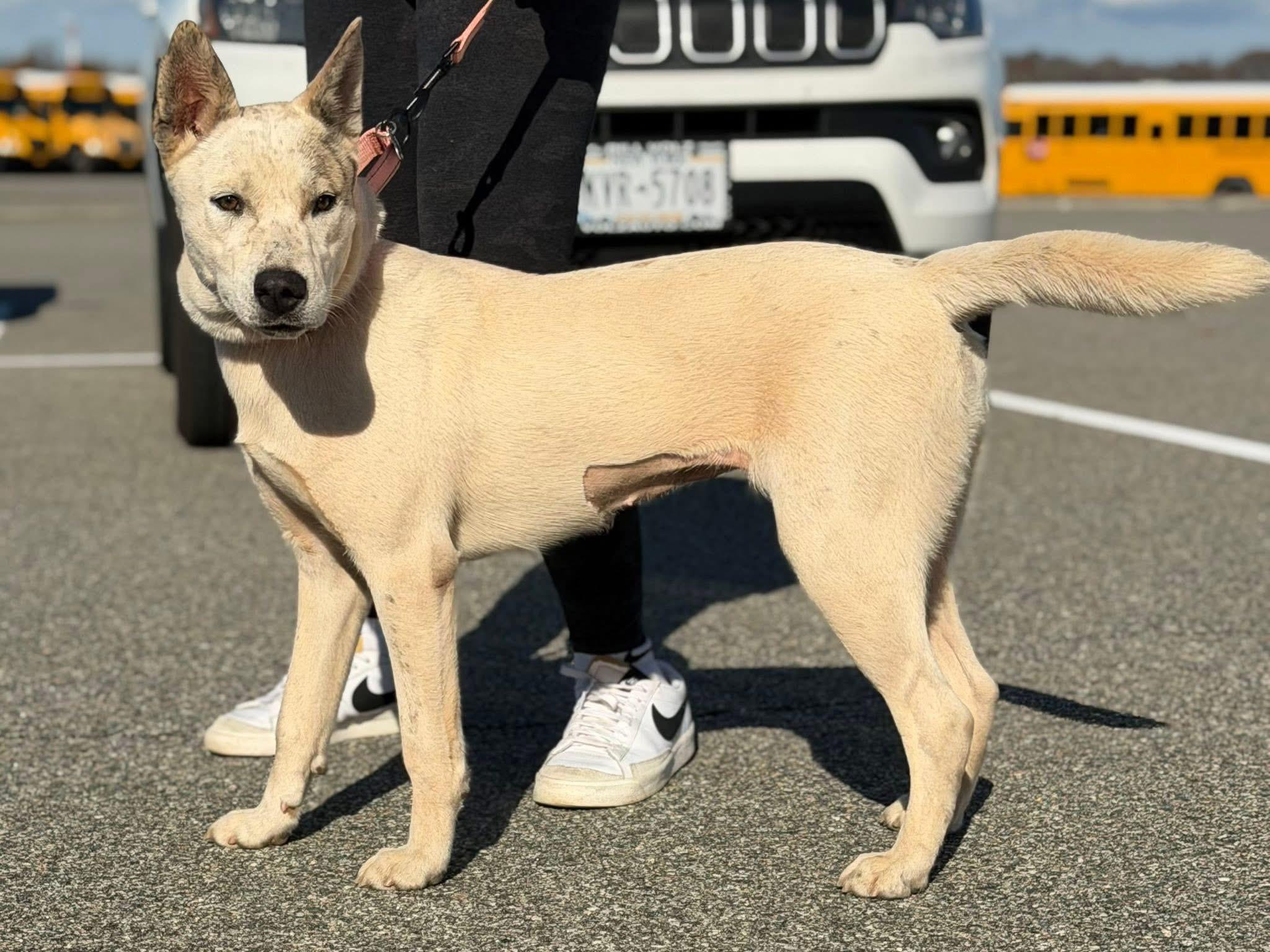 Enlarge Butters, a Adopted mixed breed in Wappingers Falls, NY image 2/2