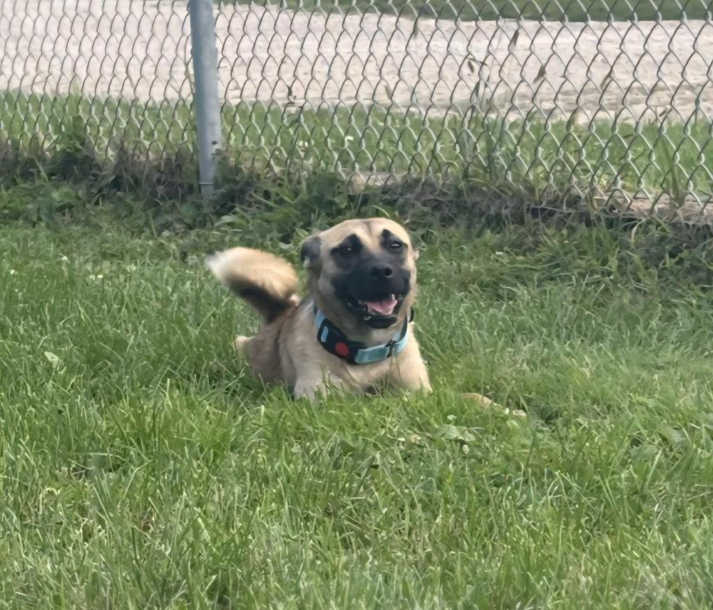 Harriet, Adoptable, Young Female Terrier.