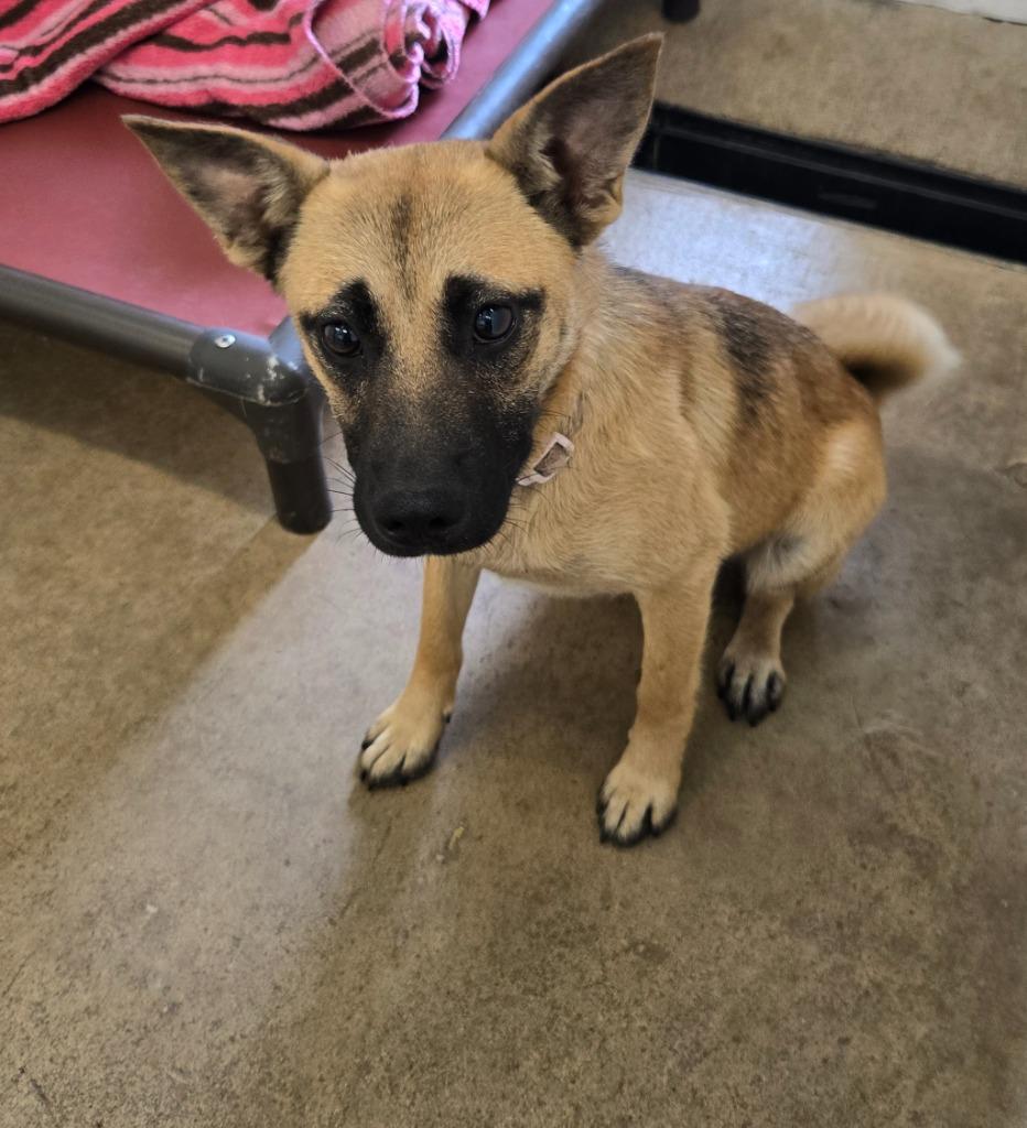 Enlarge Harriet, a Adoptable Terrier in Viroqua, WI image 2/2