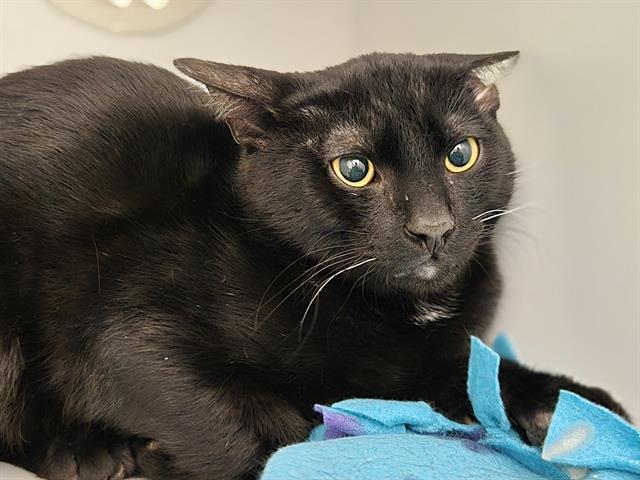 BOOTH, Adoptable, Young Male Domestic Short Hair.