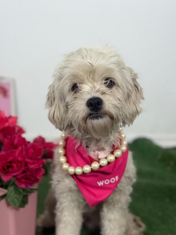 Enlarge Miley-One of our Amazing Rescue Dogs, a Adoptable mixed breed in Sunnyvale, CA image 1/1