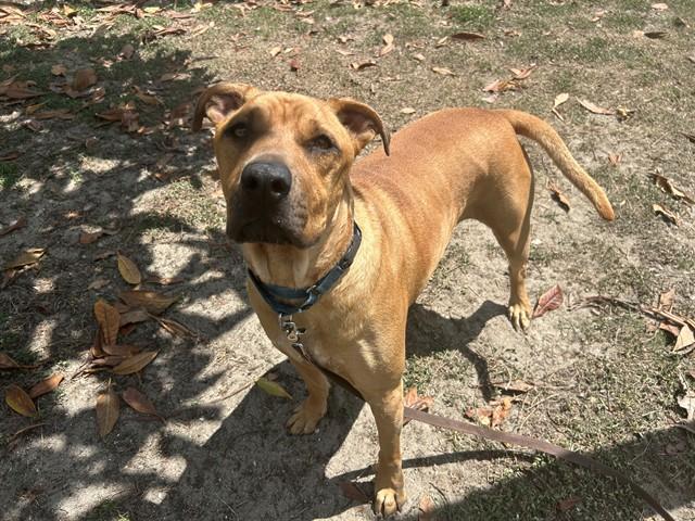 GRIZZLY, Adoptable, Adult Male Labrador Retriever & German Shepherd Dog.