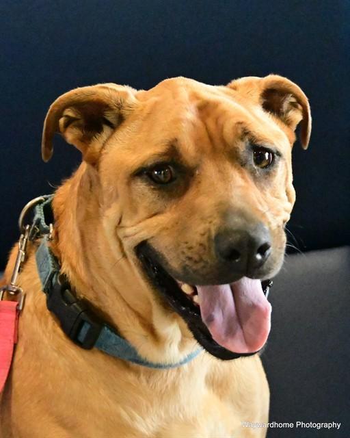 GRIZZLY, Adoptable, Adult Male Labrador Retriever & German Shepherd Dog.