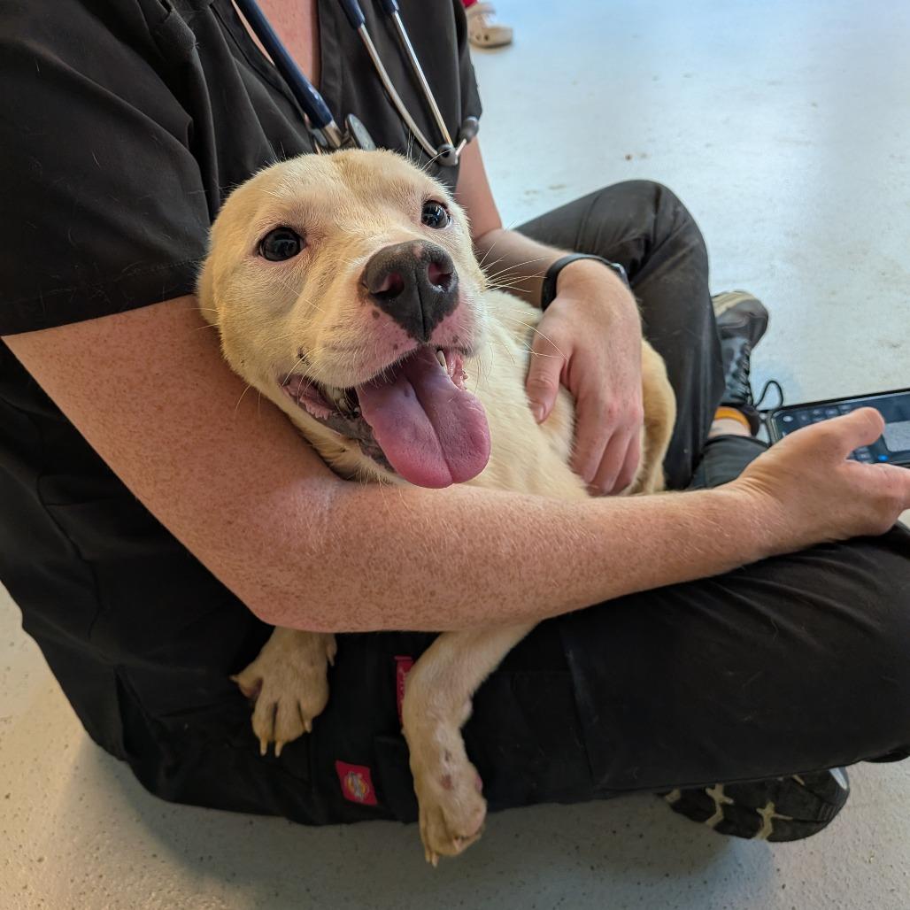 Enlarge Centipede, a Adoptable Mixed Breed in Huntington, WV image 1/2