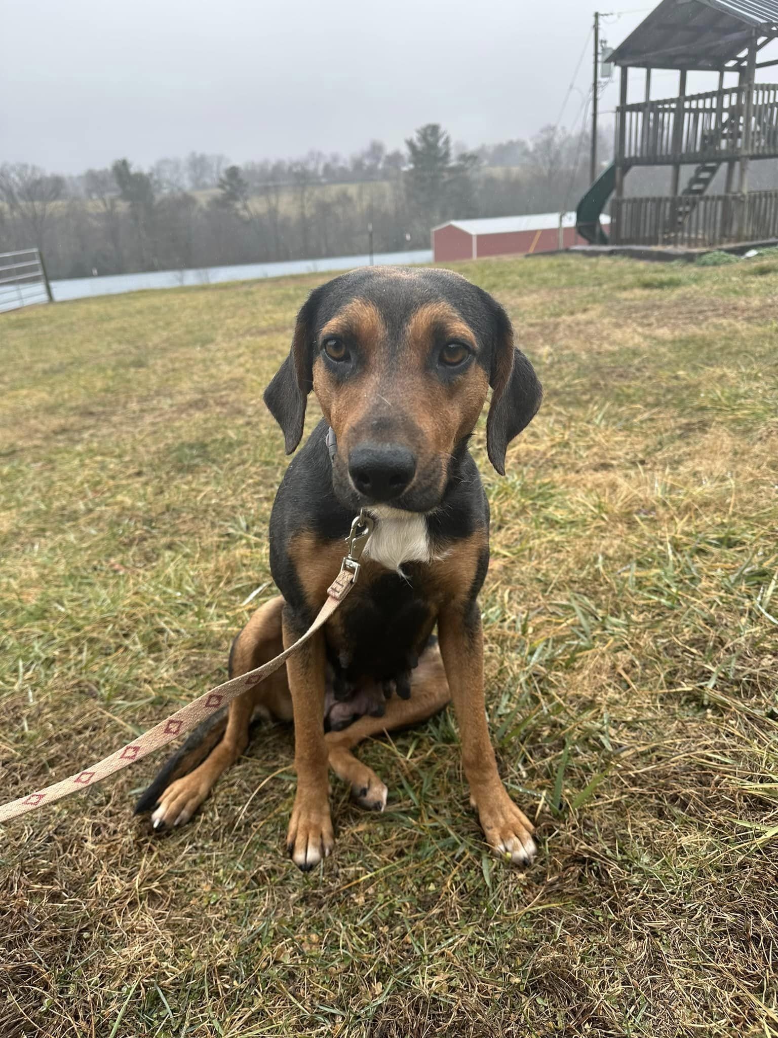 Ivey Lee, an adoptable Hound in North Wilkesboro, NC, 28659 | Photo Image 1