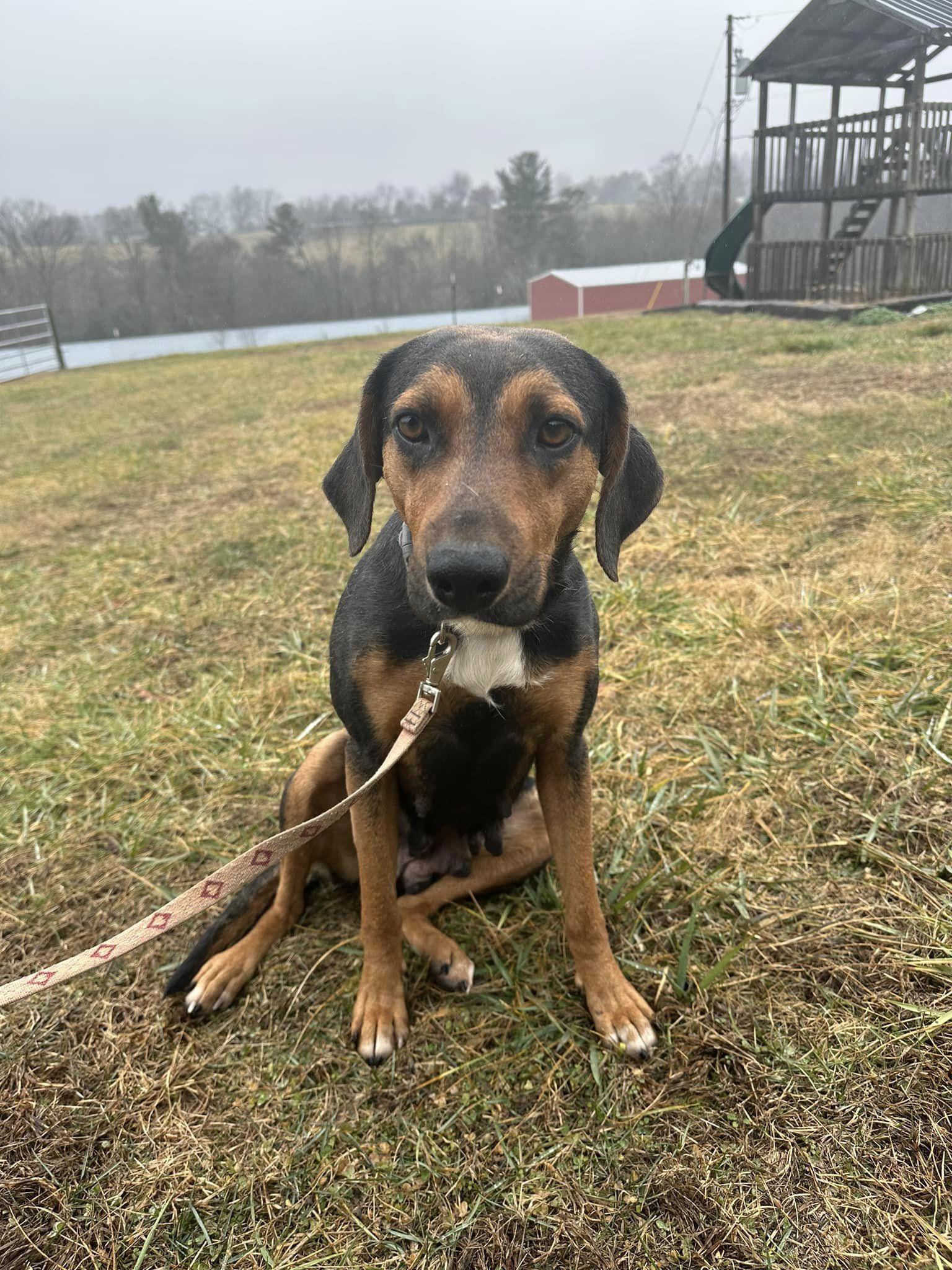 Ivey Lee, Adopted, Young Female Hound.