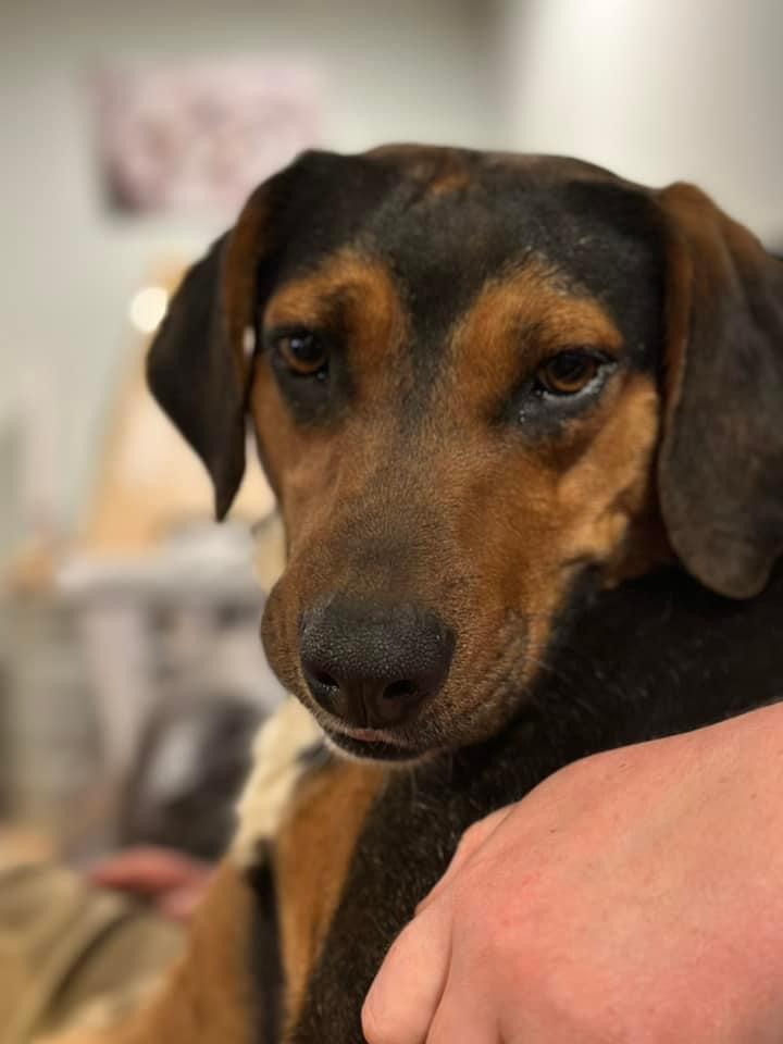 Ivey Lee, a Adopted Hound in North Wilkesboro, NC image 2/3