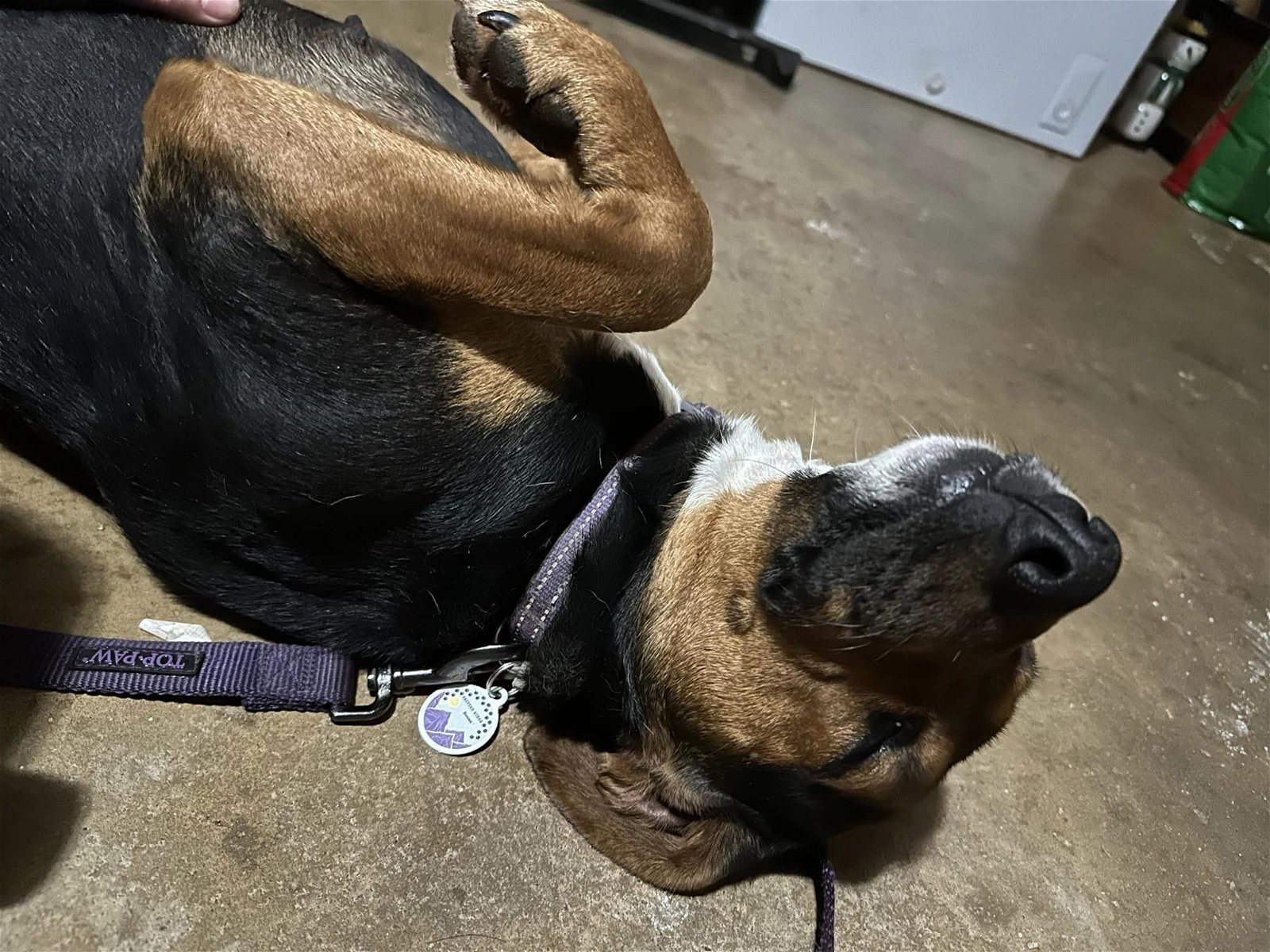 Ivey Lee, an adoptable Hound in North Wilkesboro, NC, 28659 | Photo Image 2