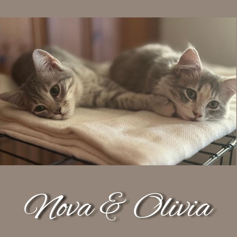 Olivia, Adopted, Young Female Domestic Medium Hair.