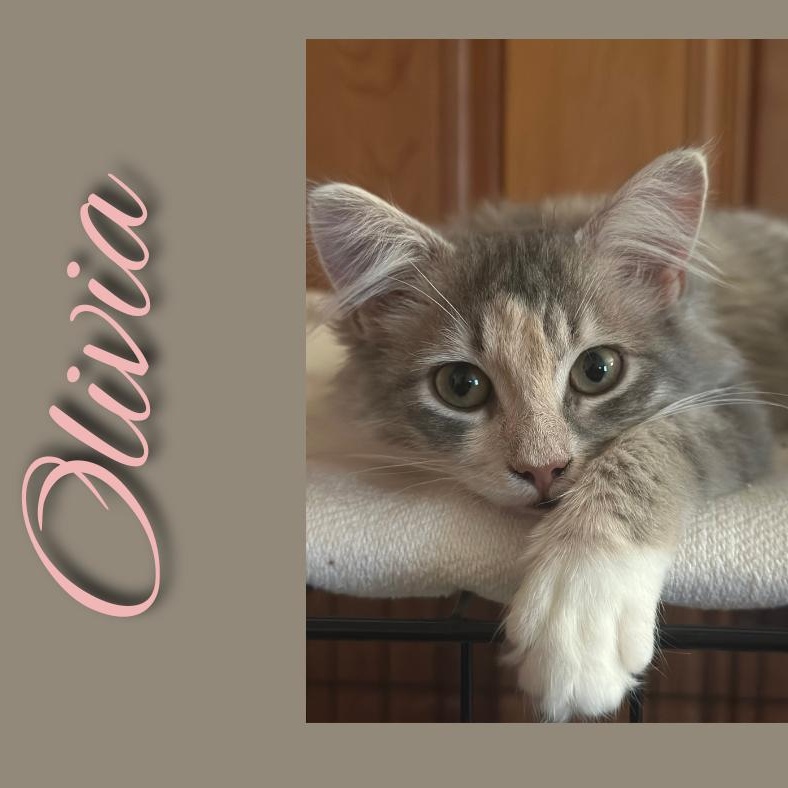 Enlarge Olivia, a Adopted Domestic Medium Hair in Clinton, NC image 2/2