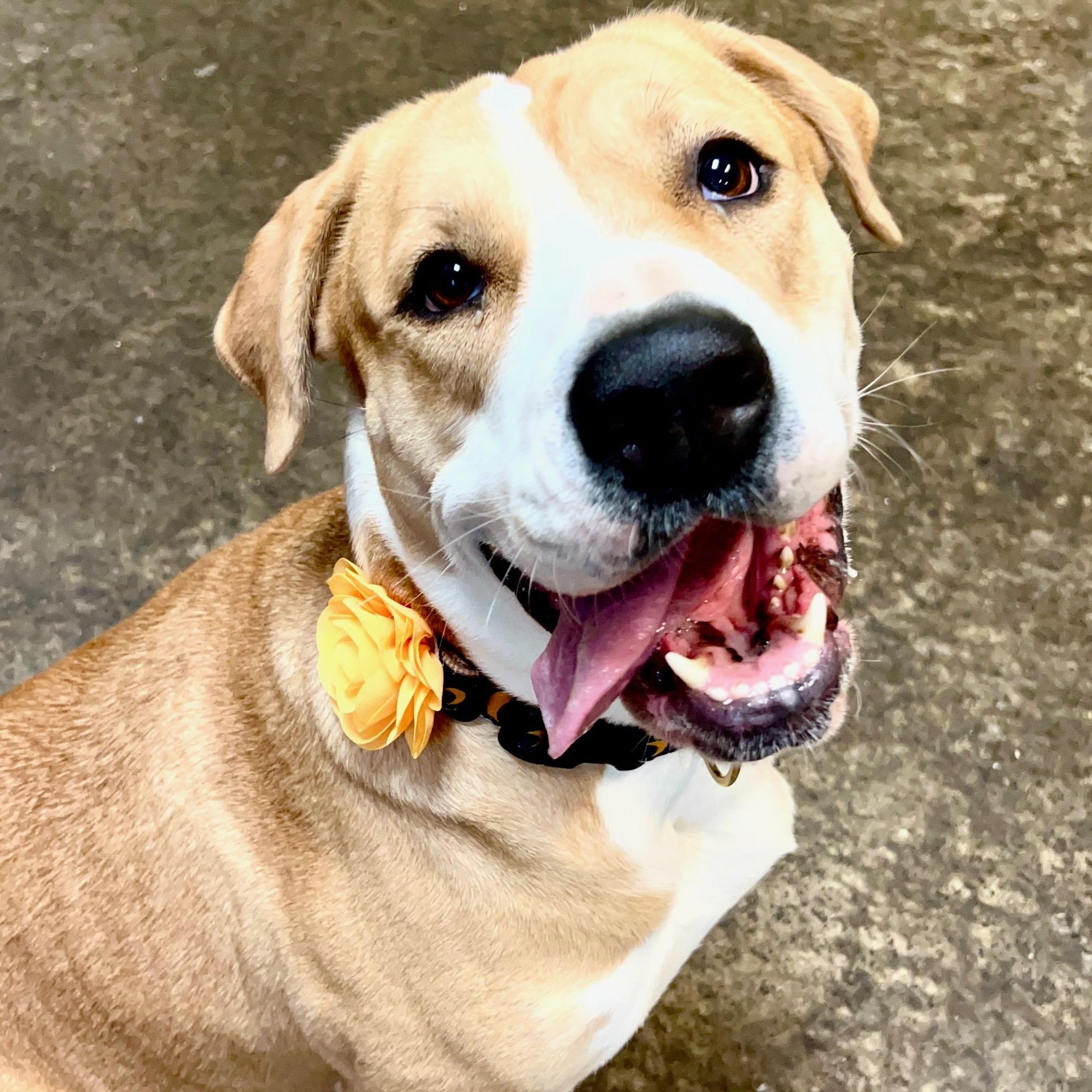 Hera, a Adoptable mixed breed in Santa Maria, CA image 2/6